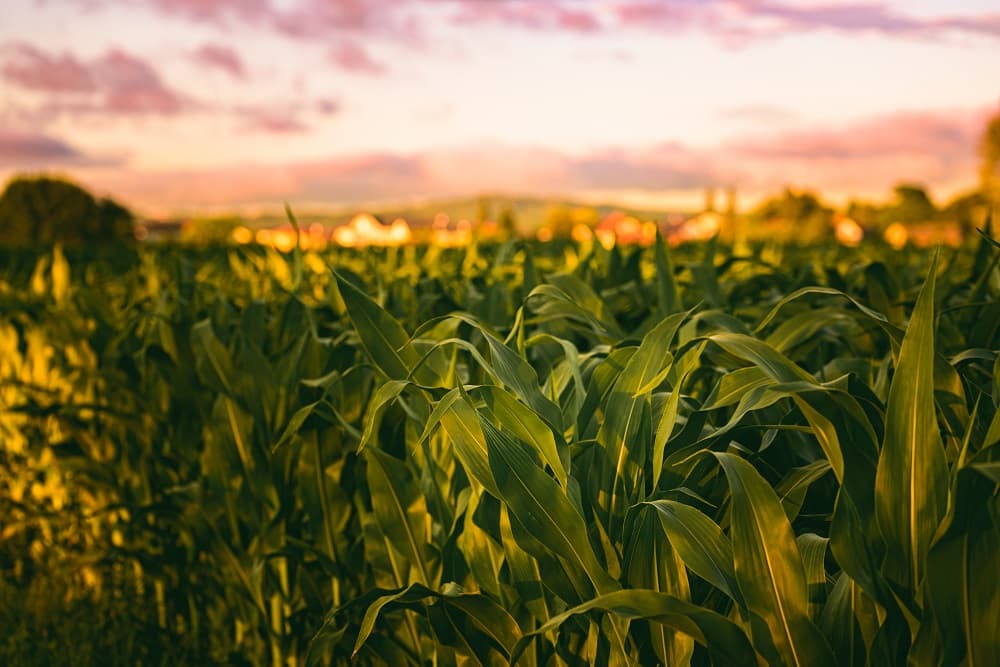 Turkey’s Agricultural Exports Skyrockets