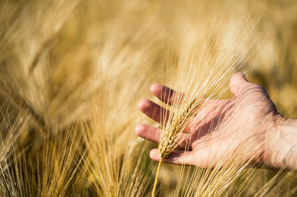 8 out of 10 Agriculture Sectors Increases Exports