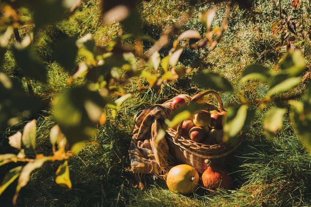 Best Summer Fruits to Import from Turkey