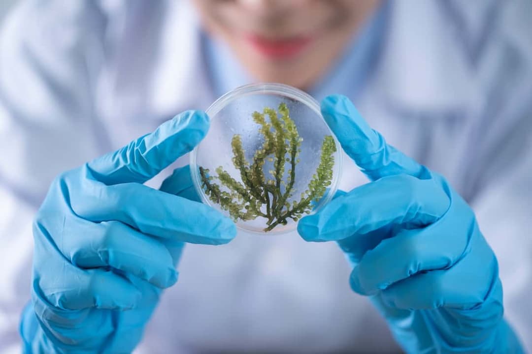 What is Agricultural Biotechnology?