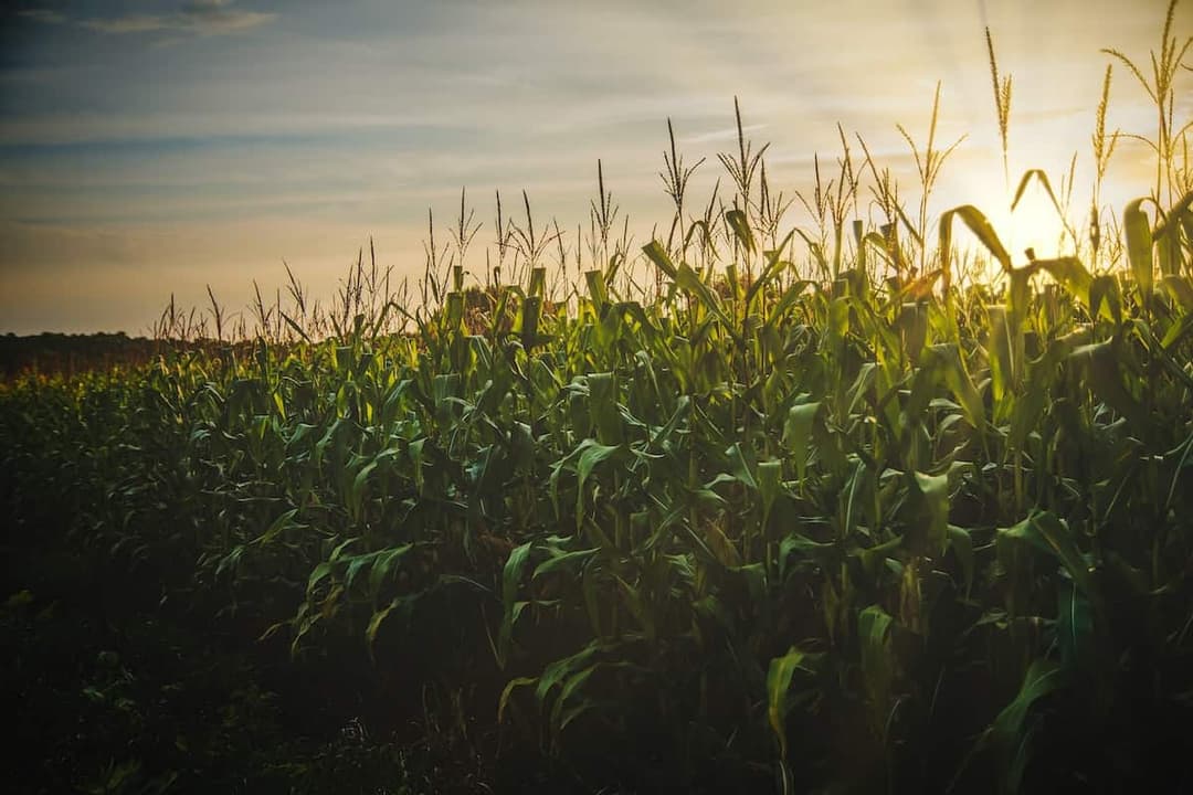 Turkey’s Agriculture Agenda and What to Expect