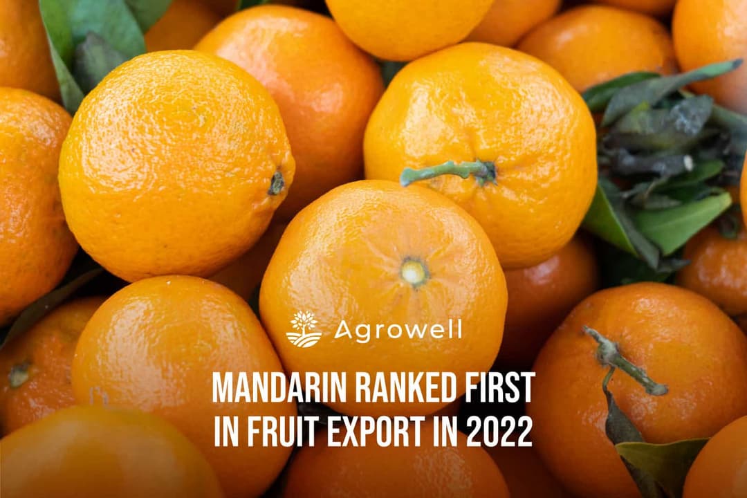 Highest Export in Fruits Realized with Tangerine
