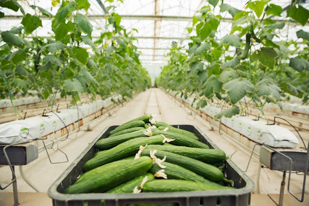 Ultimate Guide: Storing Agricultural Products