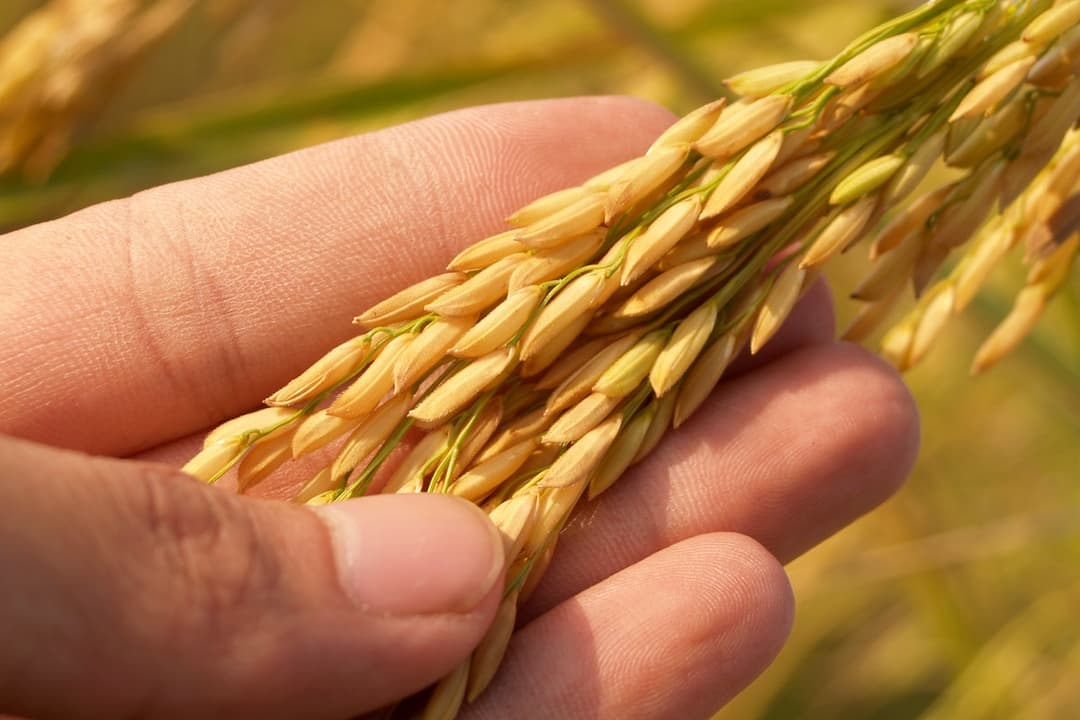 What is Food Security?