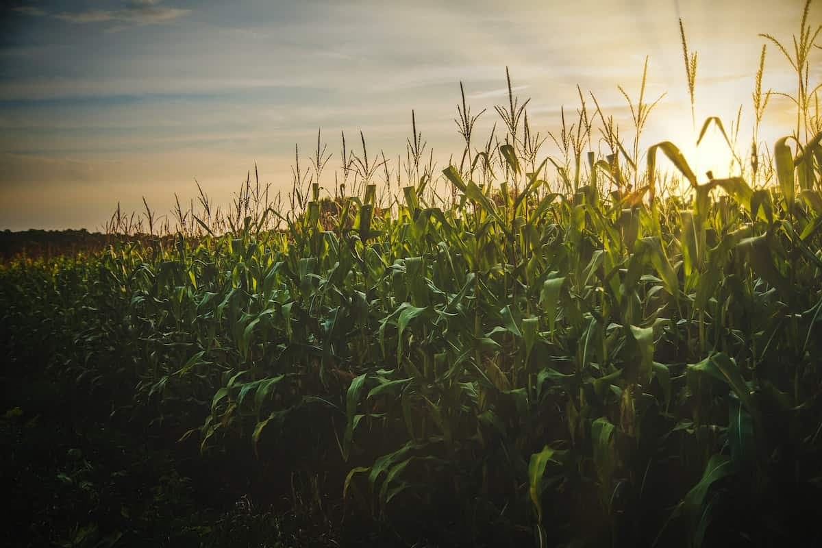 Discover the 2023 Trends in Agriculture