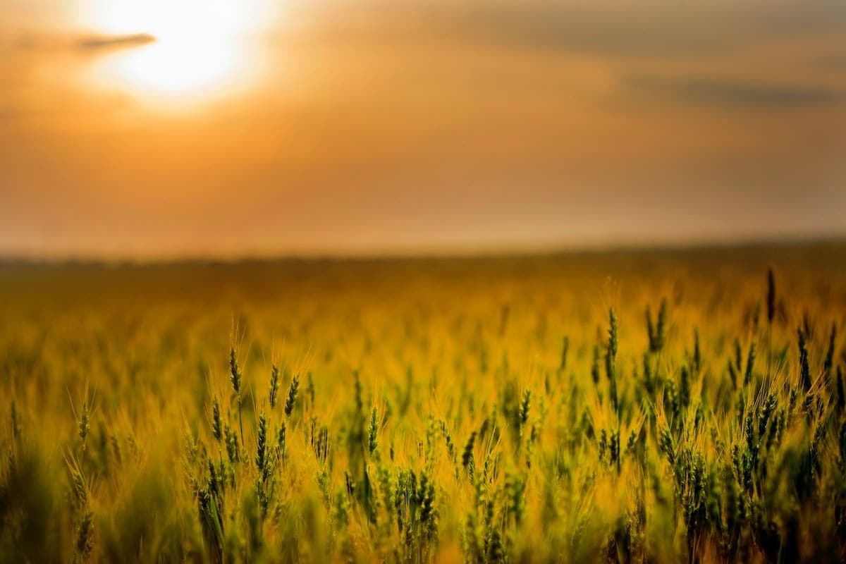 The Future of Agriculture Imports in a Changing Climate