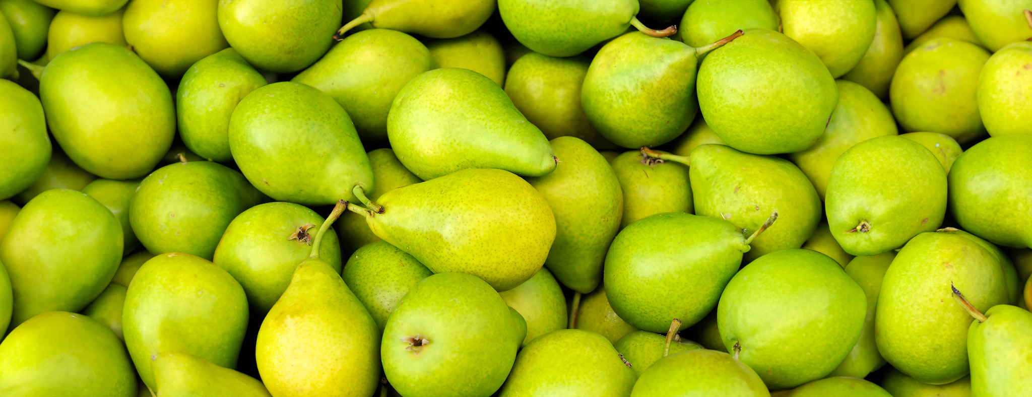 Wholesale pears in bulk from Turkey